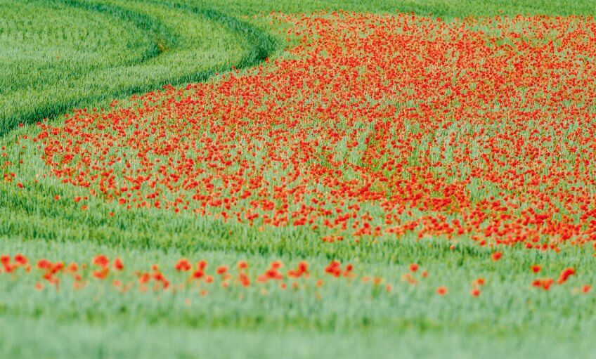 Coquelicot Coquelicots dans un champs de céréales - La salamandre