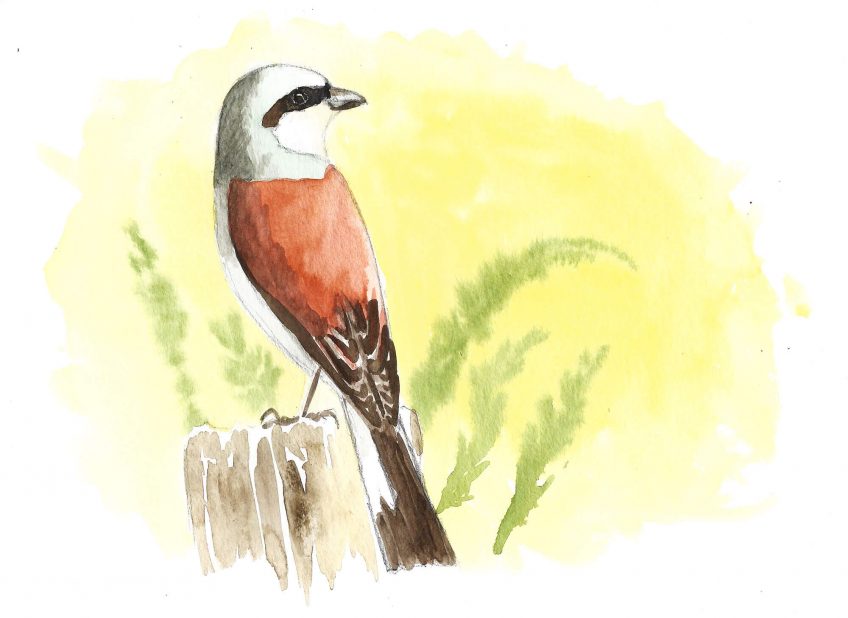 C'est déjà l'été - La Salamandre