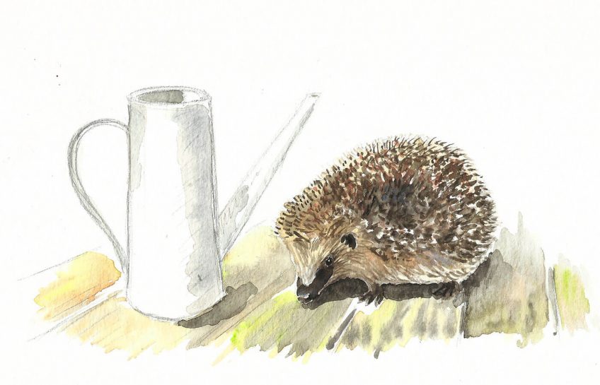 Enfin un hérisson - La Salamandre