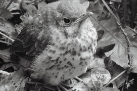 Dis, jeune grive
Apprendre ensemble à voler
Serais-tu d’accord ? / © Vincent Delfosse