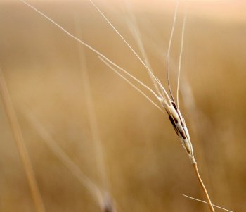 engrain L'engrain, une des premières céréales cultivée par l'homme