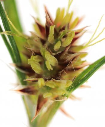 fleur de jonc Photo d'une fleur de jonc - La Salamandre