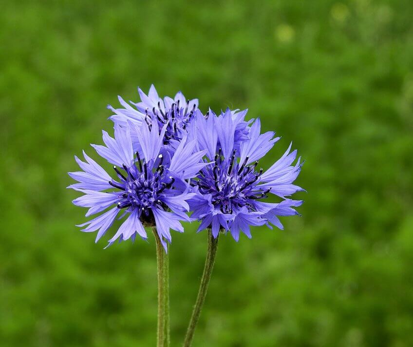 Le bleuet, une fleur typique des moissons. Le bleuet, une fleur typique des moissons.