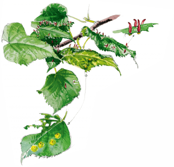 Galle cornue du tilleul Galle cornue du tilleul