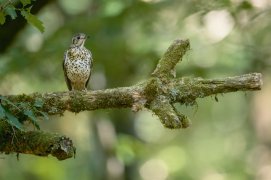 Grive draine / © Eric Médard