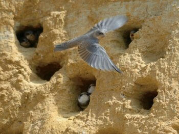 L'hirondelle de rivage, un oiseau à protéger en Belgique - La Salamandre
