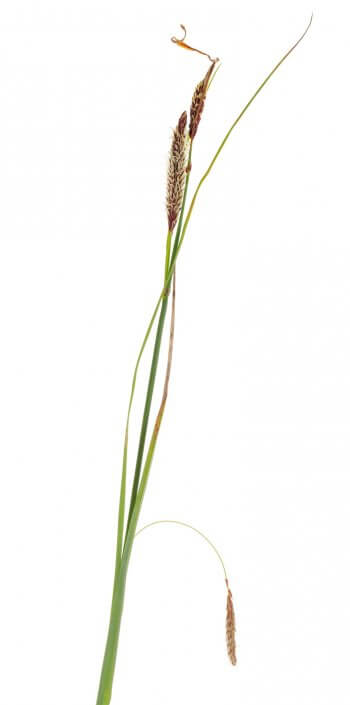 Laiche glauque Photo de Laiche glauque - La Salamandre