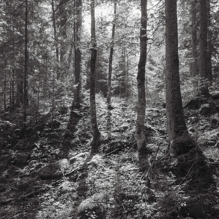 Risoux, l'appel de la forêt, le livre - La Salamandre