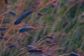 Image du film Révolution Silencieuse / © Image du film Révolution Silencieuse @Tipimages / Marlène Rézenne / Lila Ribi