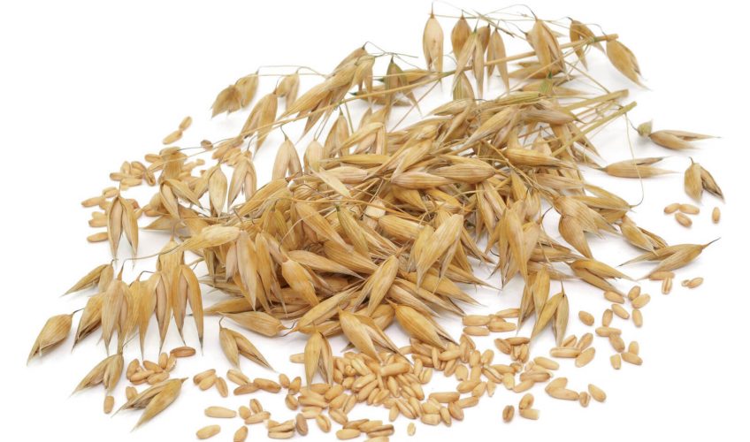 Grains de céréales - La Salamandre