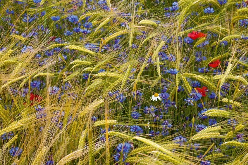 Plantes messicoles dans un champs de céréales
