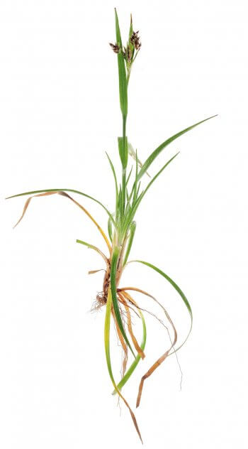 Luzule multiflore Photo de Luzule multiflore - La Salamandre