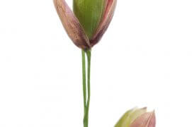 Mélique à une fleur / © Stéphane Hette