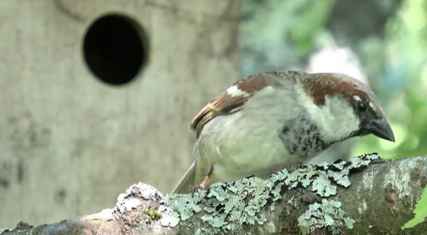 Moineau domestique devant son nichoir.