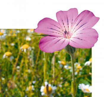 Nielle des blés Nielle des blés, une plante messicole