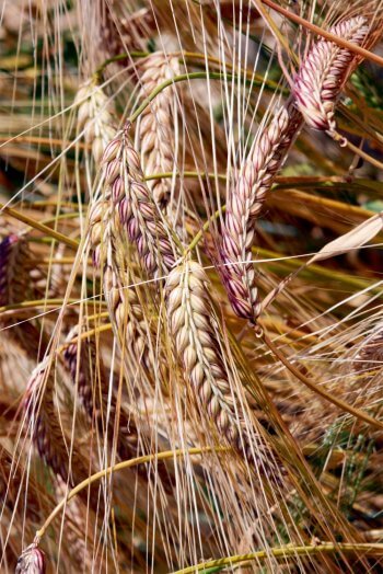 Orge L'orge, la première céréale cultivée par l'homme