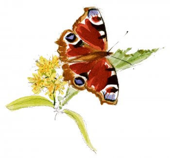 Paon du jour Paon du jour