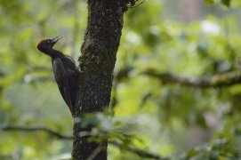 Pic noir  / © Eric Médard