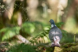 Pigeon ramier / © Eric Médard