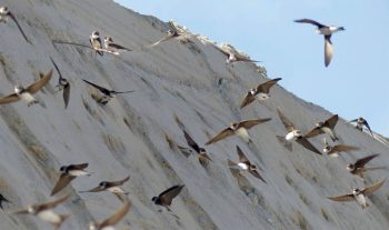 Pour accueillir les hirondelles à leur retour de migration, des travaux ont été entrepris sur les berges du Viroin en novembre dernier.