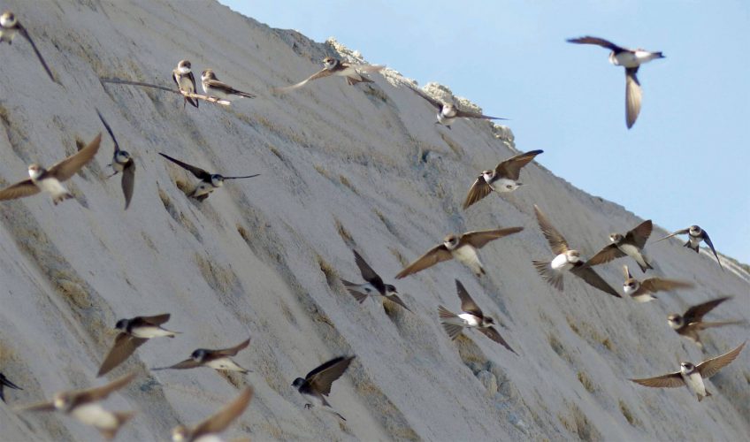 L'hirondelle de rivage, un oiseau à protéger en Belgique - La Salamandre