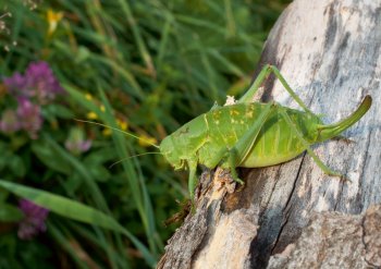 barbistique ventrue Balade dans l'Intyamon, la vallée du tarier des près