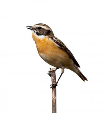 tarier des près Balade dans l'Intyamon, la vallée du tarier des près