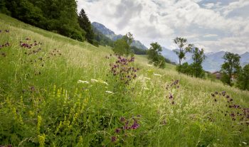 Prés fleuris dans l’Intyamon, au cœur de la Gruyère.