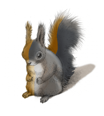 écureuil roux ou sombre