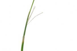 Ray-grass anglais / © Stéphane Hette