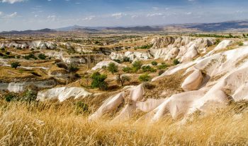 Paysage de culture de céréales  Paysage de culture de céréales