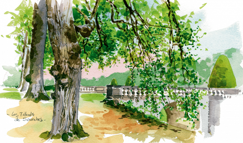 dessin d'un parc avec un tilleul