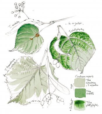 Les couleurs du tilleul