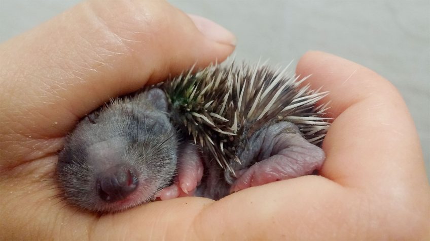 Bébé hérisson en centre de soin