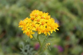 Séneçon à feuille d’adonis / © Fleur Daugey 