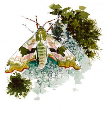 Sphynx du tilleul Sphynx du tilleul