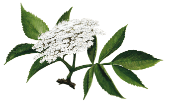 Recette de limonade au sureau