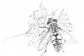 Syrphe ceinturé / © Claire Felloni