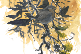 Tiens… rouge-gorge
J’aurais choisi pour chanter
La même branche / © Laurent Willenegger