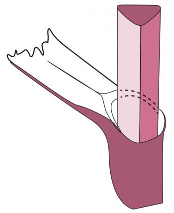 tige souvent trigone Schéma de la tige trigone d'une laiche