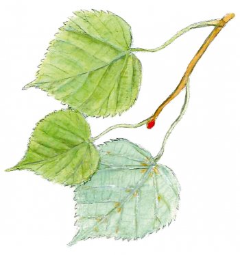 Tilleul : enquête sur l’arbre tueur ! - La Salamandre