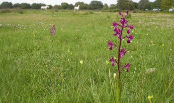 Une plateforme IKEA remplace aujourd’hui cette prairie à orchidées.
 Une plateforme IKEA remplace aujourd’hui cette prairie à orchidées.