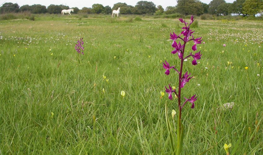 Nacicca défend la nature des Bouches-du-Rhône - La Salamandre