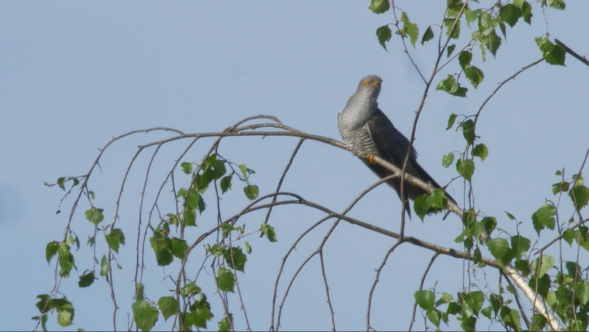 coucou gris perché sur un arbre