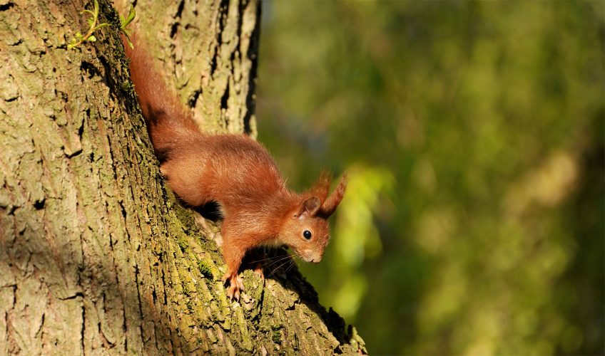 Pourquoi l'écureuil grimpe-t-il si bien aux arbres? - La Salamandre