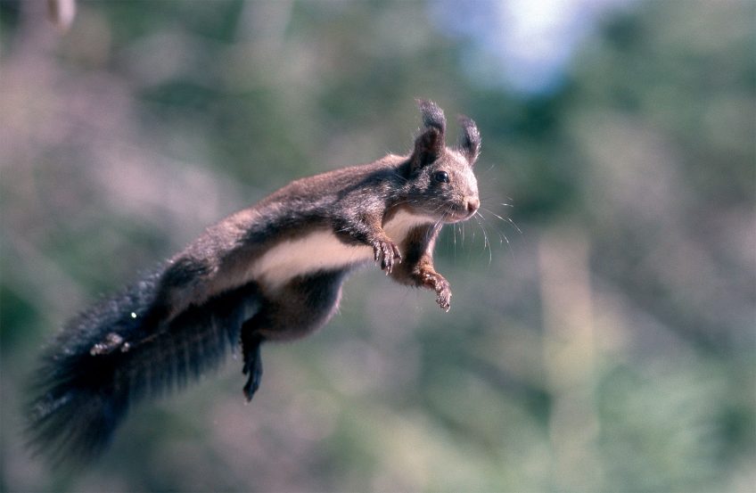 écureuil roux sombre - La Salamandre
