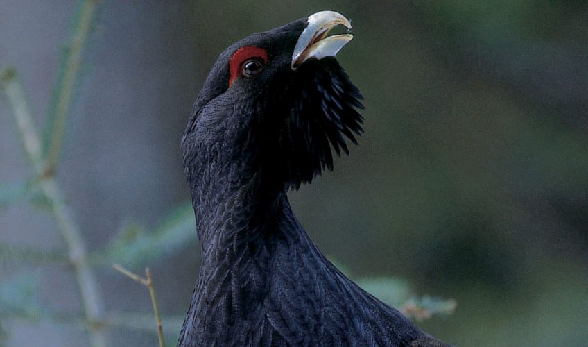 Pourquoi le grand tétras est-il menacé d'extinction - La Salamandre