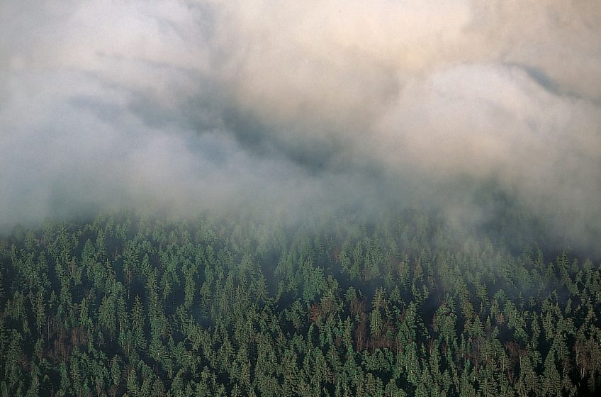 Pourquoi le grand tétras est-il menacé d'extinction - La Salamandre