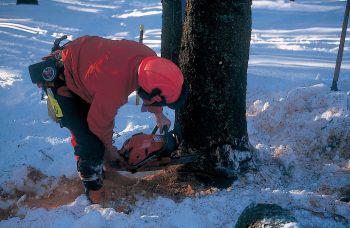 Pourquoi le grand tétras est-il menacé d'extinction - La Salamandre