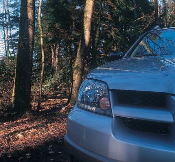 Pourquoi le grand tétras est-il menacé d'extinction - La Salamandre